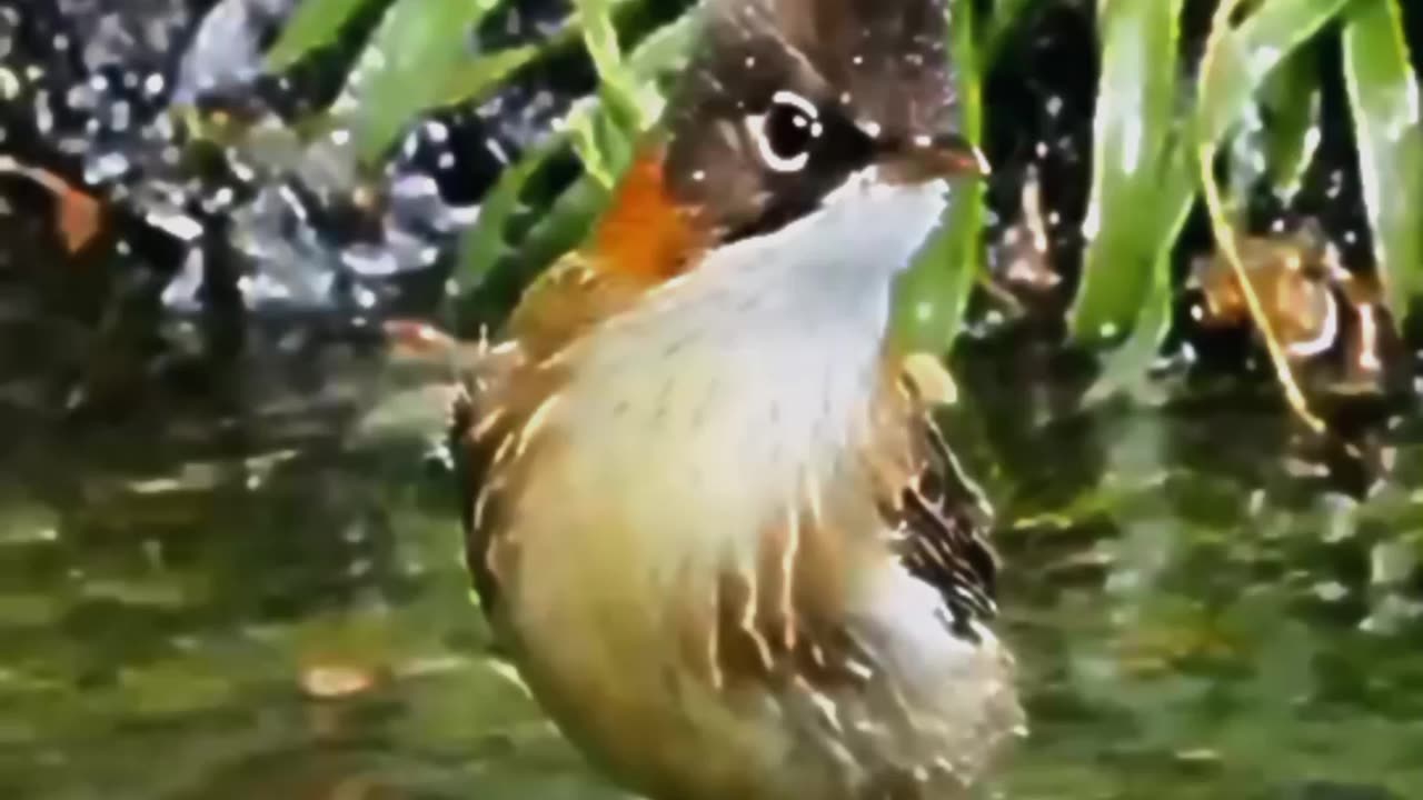 Birds with water