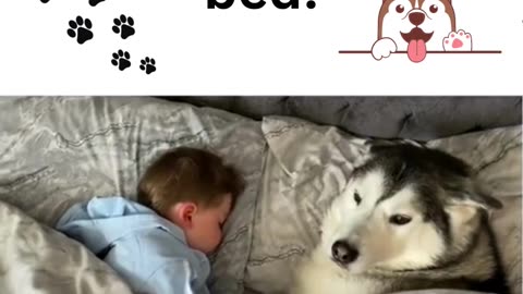 Millie the dog refuses to get out of bed. Funny! Heart warming!