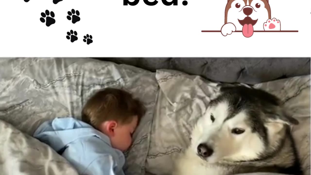Millie the dog refuses to get out of bed. Funny! Heart warming!