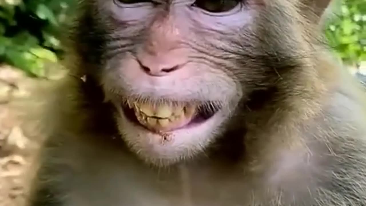 funny monkey
