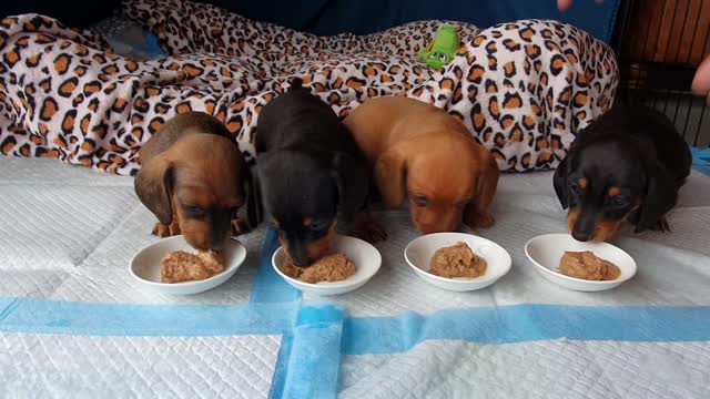 Tiny puppies eat their first meal | Miniature Dachshund Puppies