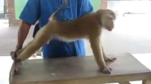 Body builder monkey