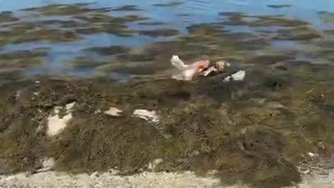Dog funny videos cute dog || Dog recation || #shorts
