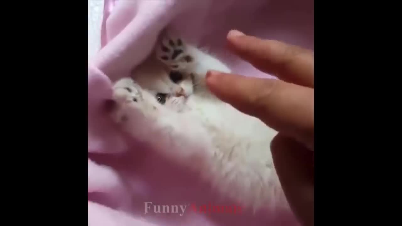 So many cute kittens videos compilation