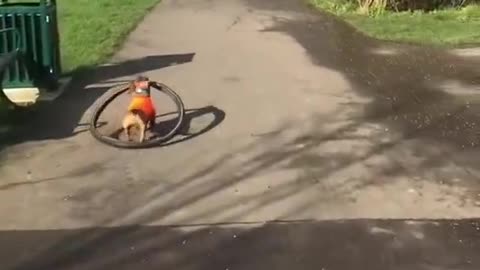 The dog stole my bike wheel