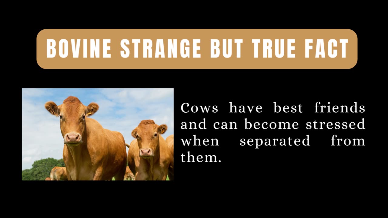 Bovine Mental Health Fact
