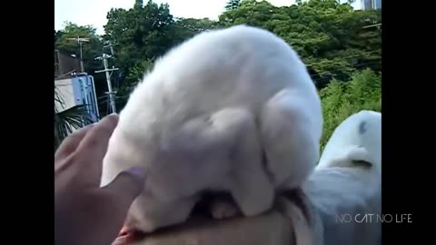 funny cats