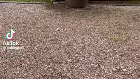 This dog bite my shoe