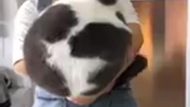 Funniest Videos 2022 😂 Funny Cats 🐱 and Dogs 🐶