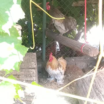 Roosters say good morning💚