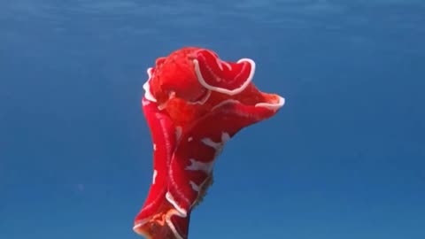 Breaking NEWS World First Redddish Gelifish Found