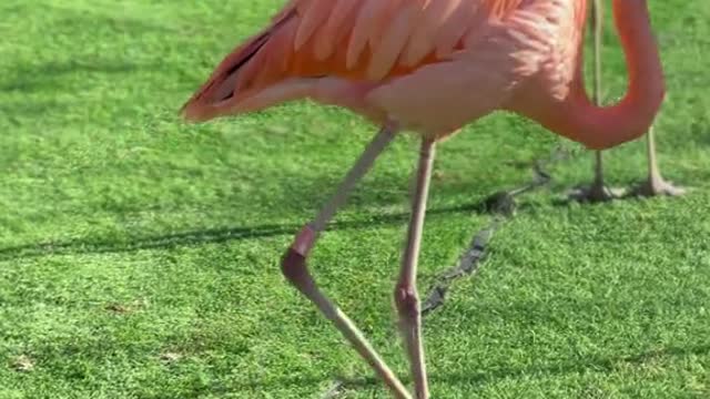 The pink flamingo