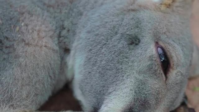 I told you there were only kangaroos on Sunday
