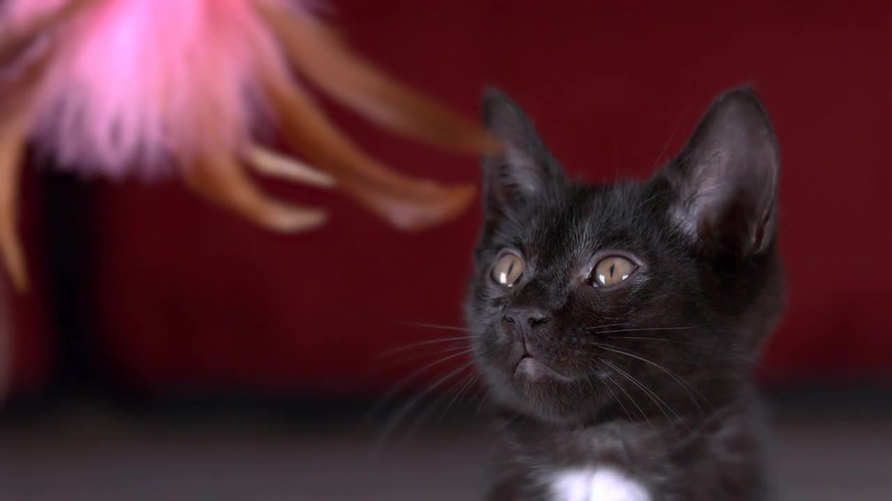 Baby kitten looking at toy slow motion