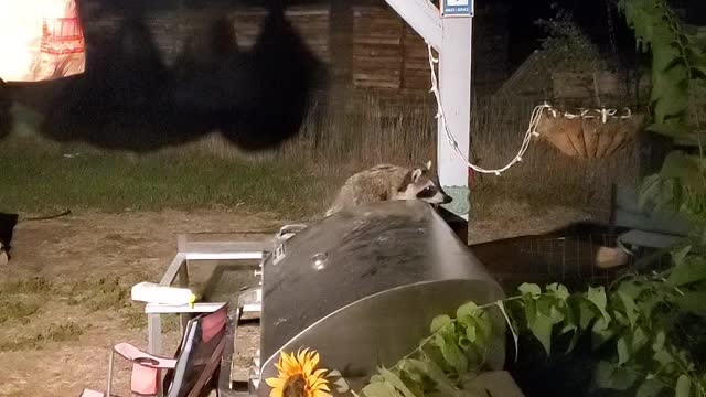 Raccoon on grill