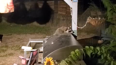 Raccoon on grill