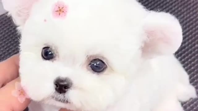 We’re taking a shower 🧼.After washing,it’s fragrant baby puppy again!!!