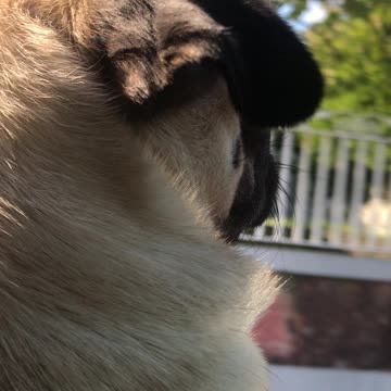 Pug Rocco cruising on a road trip