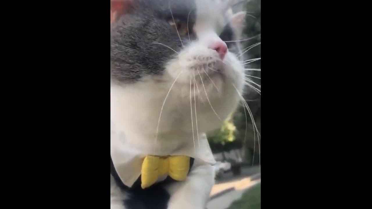 The Best Funny Cat Videos Of The 2023 - Funny Cats Compilation #30