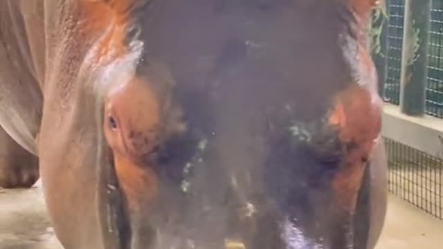 A hippopotamus