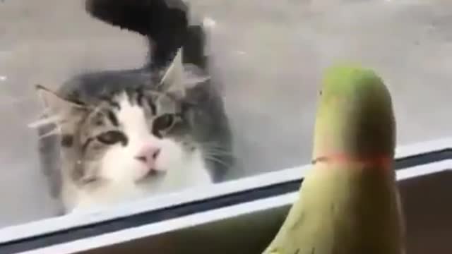 Woow Cat and parrot