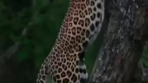 4k wild Leopard on the tree with nature relaxing sounds