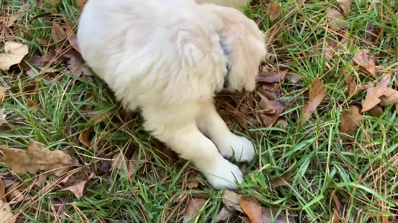 Thunder and Louie (1)