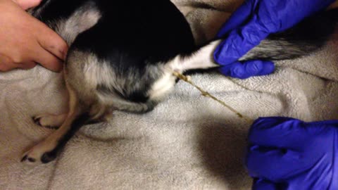 Dog Ate a Tampon