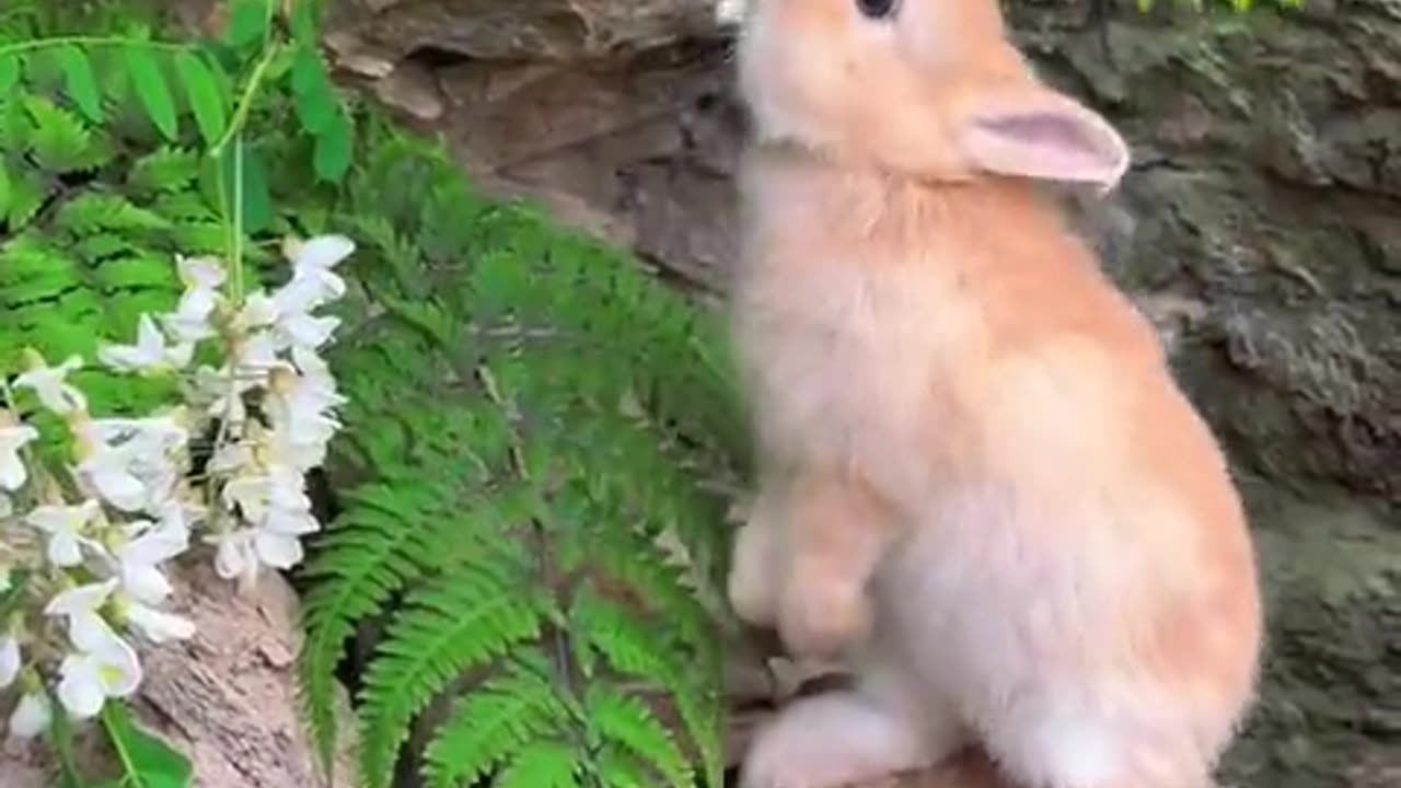 The little rabbit is eating locust flowers.