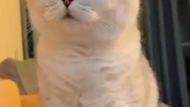 Cat meme & kitten [tik tok video (2022)]💘 - funny meow baby cute compilation [cat-cash home] #short