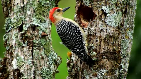 Woodpecker