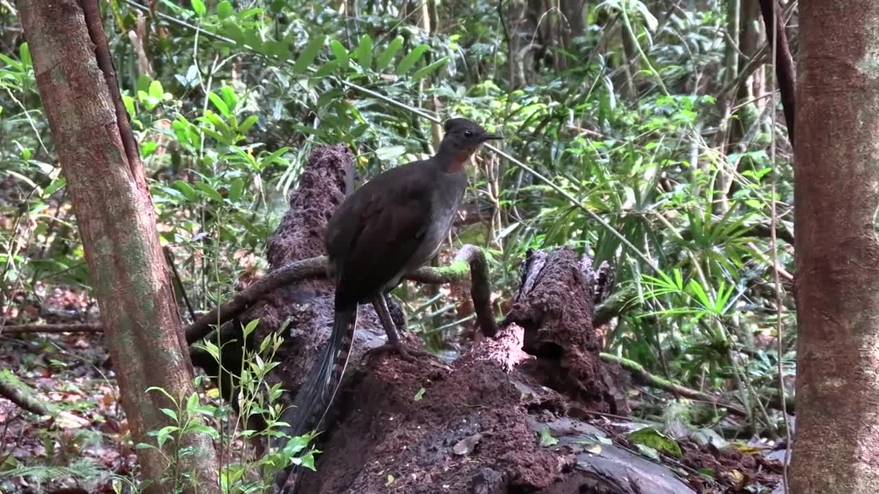 LYREBIRD DIARIES 7 by Stuart Leslie, Dorrigo National Park