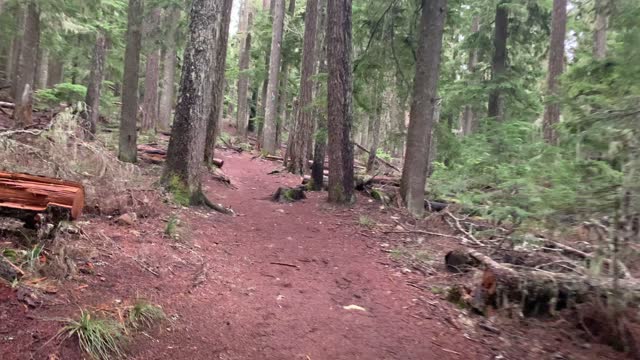 Oregon – Mount Hood National Forest – Why Are the Blue Markers So High Up on the Trees? – 4K