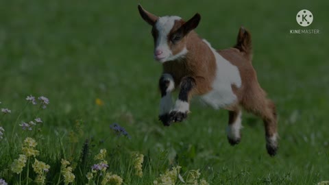 Baby goad's funny movement