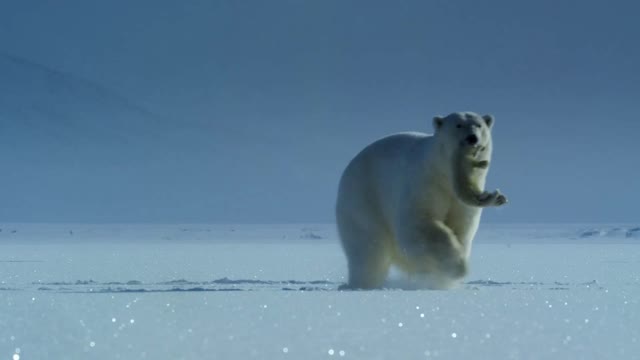 polar bear hunting a seal cub.