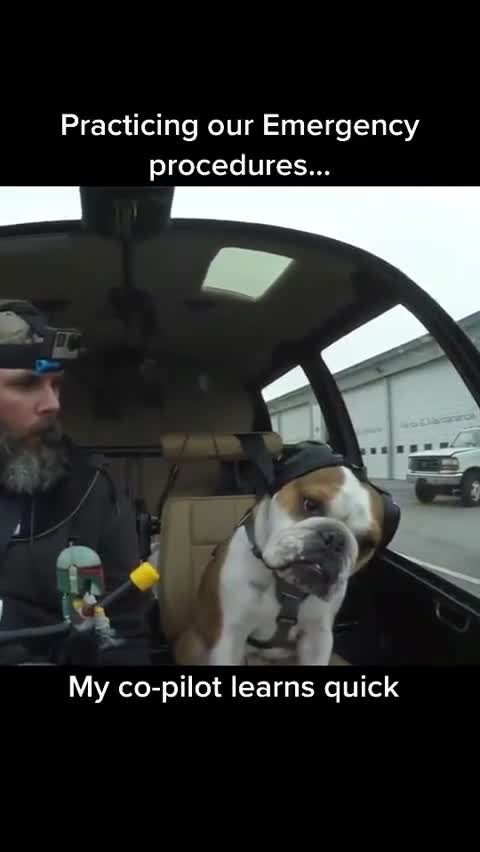 THIS BULLDOG IS A CO-PILOT