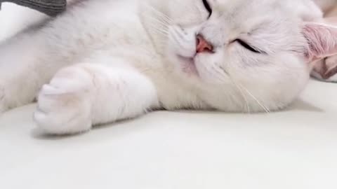 Cute white beautiful cat 🤩