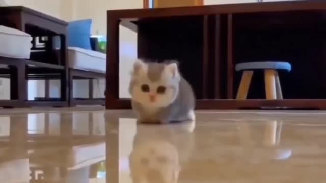 Cute baby cat