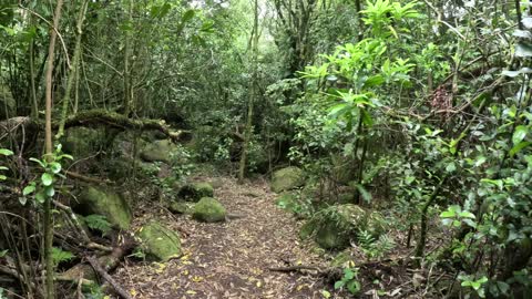 On the Forest Path