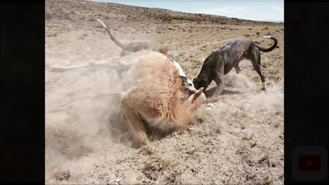 Dog combat montage v2 (reupload)