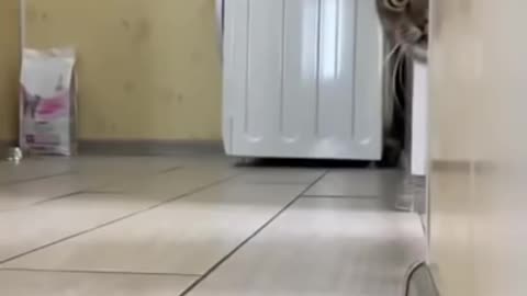 Cat video #cat#catfancy#cutecat#nicecat