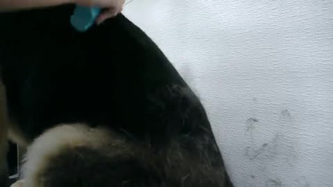 German Shepherd not enthused about her grooming
