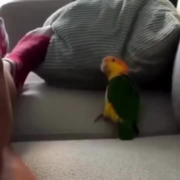 que fofinho esse dançarino, tente não rir