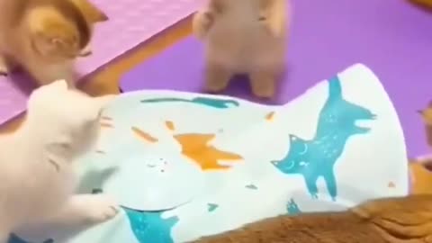 kitten #shorts #kucinglucu