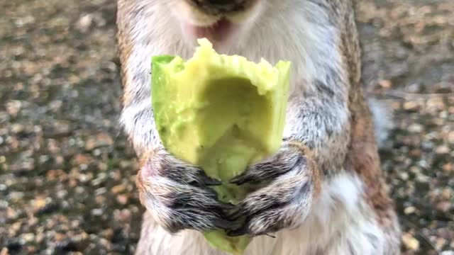 Wild Squirrel Loves Avocados