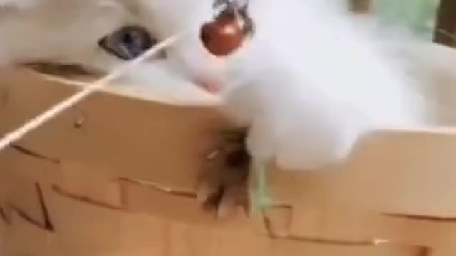 Cute Cat | Cute Pets Funny Animals Compilation #shorts #35
