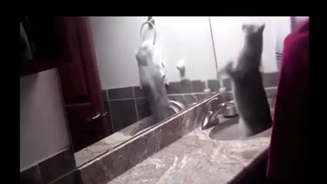 If Your cat is Johan Cena!!! #2 😂 Funny animals Video😂 2021 (watch tell the end