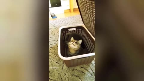 Funniest animal video