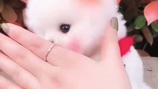 Cute and funny Pomeranian puppy