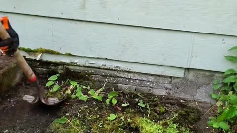 Nature attempts to take over driveway